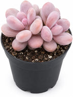 Live Succulent Plant, Pachyphytum Oviferum Pink Moonstone Plant, 2" Pot, Easy to Care Drought Tolerant Décor, Low Maintenance Compact Succulent