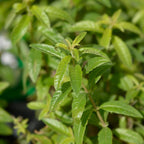 Lemon Verbena Plant, 4-Inch Tall, Aloysia triphylla, Easy to Grow Culinary Herb for Garden Planting, Aromatic and Edible Herb Live Plant