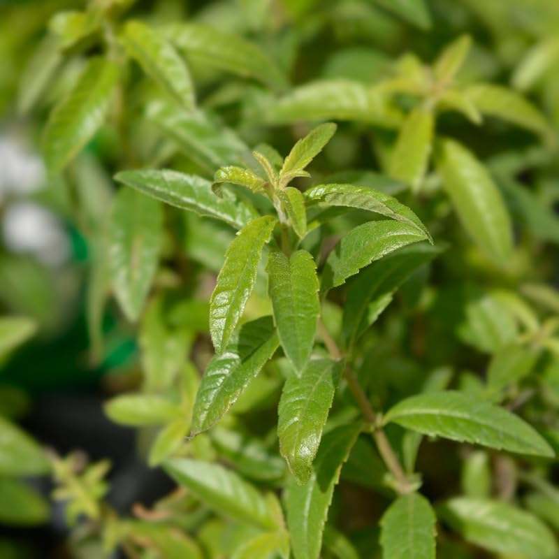 Lemon Verbena Plant, 4-Inch Tall, Aloysia triphylla, Easy to Grow Culinary Herb for Garden Planting, Aromatic and Edible Herb Live Plant