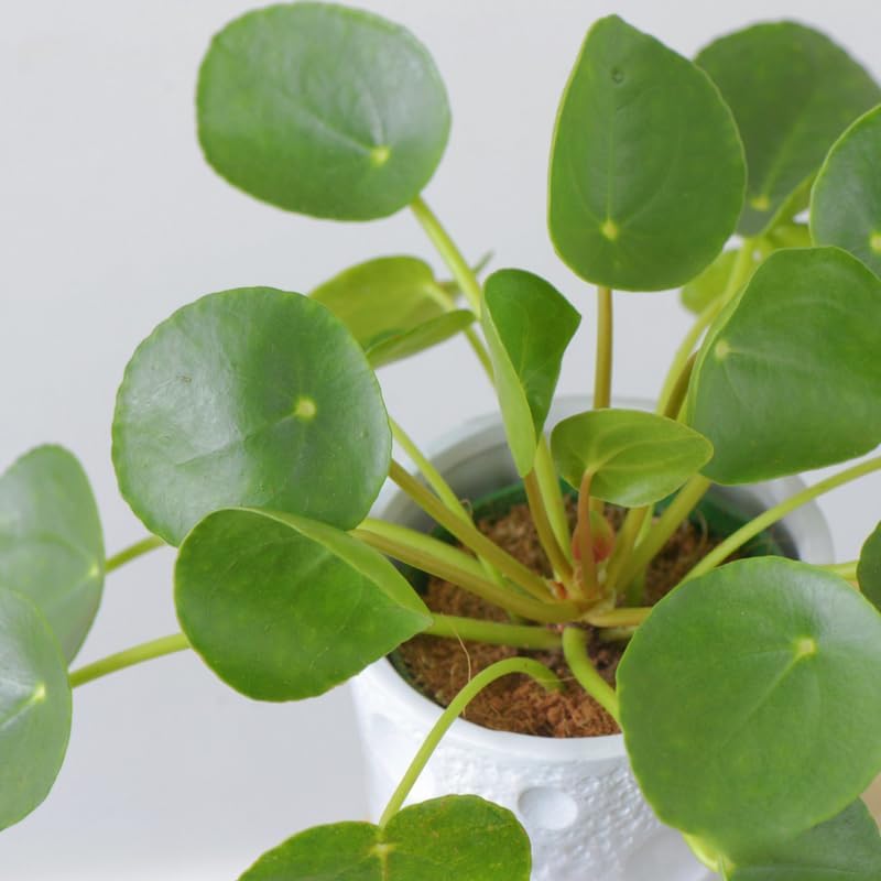 Pilea Peperomioides Live House Plant in 4'' Inch Pot | Chinese Money Plant Live for Planting| Compact Indoor Plant for Modern Home & Office Settings | Real Plants for Easy Indoor Gardening
