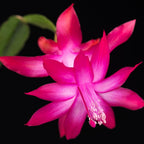 Purple Christmas Cactus Plant Live | 3 to 4 Inch Tall Indoor Decorative Plant for Home & Office | Live Christmas Cactus Plants Houseplants | Christmas Hanging Baskets for Outdoors