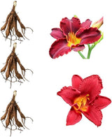 3 Red Volunteer Daylily Plant Bare Roots, Fast Growing, Easy to Grow Daylilies Perennial Plants, Ready to Plant for Outdoor Garden & Landscaping