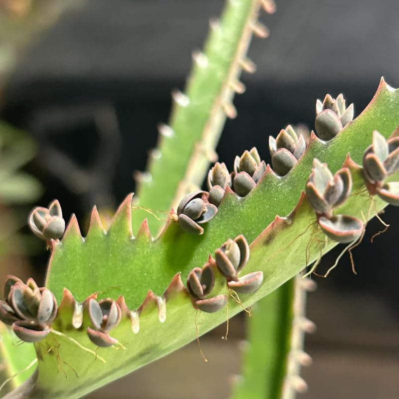 Mother of Thousands Kalanchoe Live Succulent in 4" Inch Pot | Low-Maintenance Indoor Plant | Great for Collections, Gifts & Small Spaces