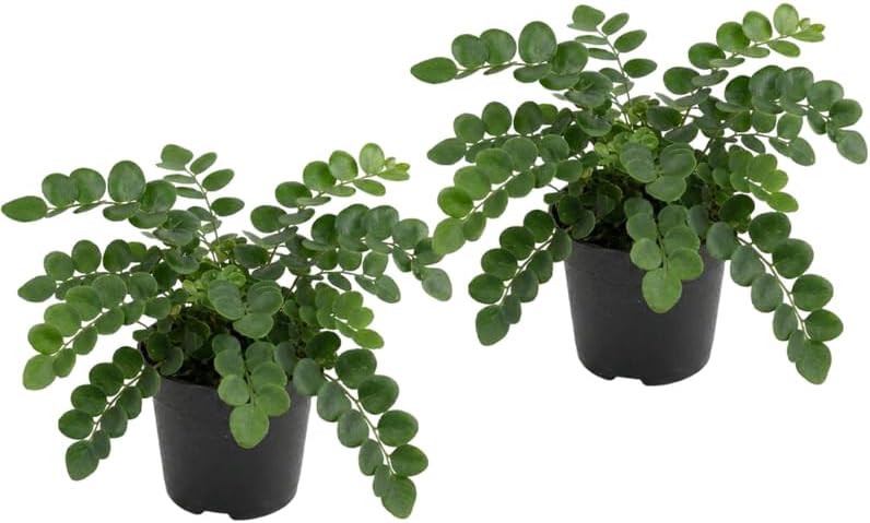 Button Fern for Planting, Ferns Live Plants in 2 Inch Pot, Air-Purifying, Perfect for Home and Office Décor, Easy Care Starter Plants