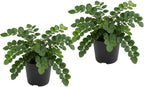 Button Fern for Planting, Ferns Live Plants in 2 Inch Pot, Air-Purifying, Perfect for Home and Office Décor, Easy Care Starter Plants