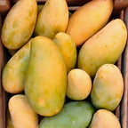 Mallika Mango Tree Live Plant | Fruit Tree 2.5–3 Ft Tall for Planting| Premium Tropical Mango Plant for Patio Containers, Yard Planting & Garden Landscapes | No Ship CA, HI, AK