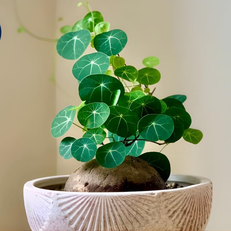 Stephania Cephalantha Live Plant in 2 – 2.5" Inch Pot | Stephania Erecta Plant Bulb | Low-Maintenance Indoor Greenery | Suitable for Desks, Shelves & Modern Décor | Great Botanical Gift