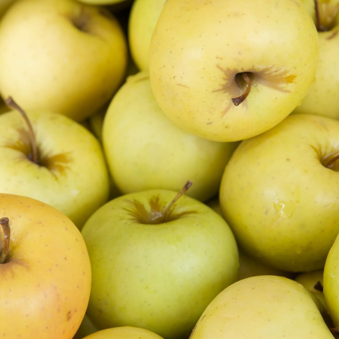 (No Ship to CA, HI, AK) Live Golden Delicious Apple Tree Plant in 3 Gallon Pot, Apple Trees Live Plants Ready to Fruit, Live Fruit Trees for Outdoor Planting