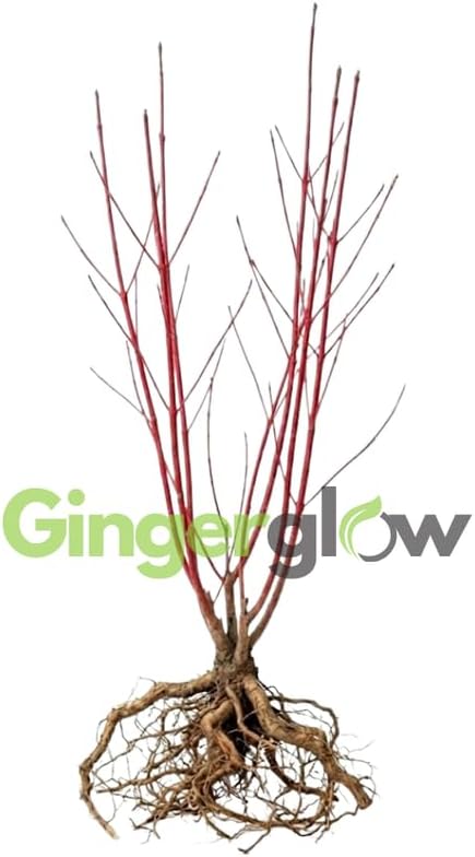 10 Red Osier Dogwood Tree Live Plant | 1-2ft Bare Root Seedlings | Low Maintenance Native Shrub | Well-Rooted Plant for Rain Gardens and Borders