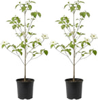 2 White Kousa Dogwood Tree, 12-18 Inch in Quart Pot, Low Maintenance Deciduous Tree, Vigorous Growth Habit with Vibrant Red Autumn Foliage