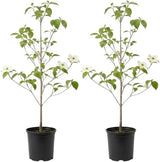 2 White Kousa Dogwood Tree, 12-18 Inch in Quart Pot, Low Maintenance Deciduous Tree, Vigorous Growth Habit with Vibrant Red Autumn Foliage