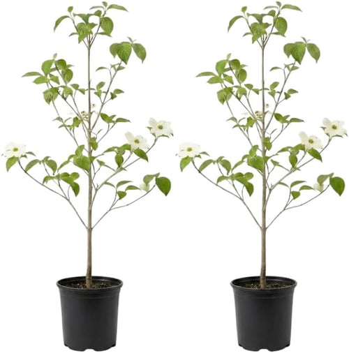 2 White Kousa Dogwood Tree, 12-18 Inch in Quart Pot, Low Maintenance Deciduous Tree, Vigorous Growth Habit with Vibrant Red Autumn Foliage