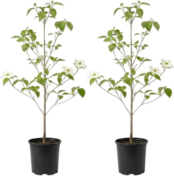 2 White Kousa Dogwood Tree, 12-18 Inch in Quart Pot, Low Maintenance Deciduous Tree, Vigorous Growth Habit with Vibrant Red Autumn Foliage