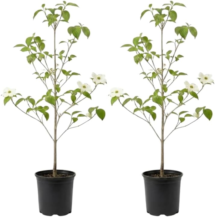 2 White Kousa Dogwood Tree, 12-18 Inch in Quart Pot, Low Maintenance Deciduous Tree, Vigorous Growth Habit with Vibrant Red Autumn Foliage
