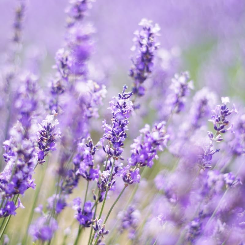 English Lavender Flower Plant, 3-Inch Potted, Aromatic Lavandula Angustifolia, Live Lavender Plants for Inside and Home Décor