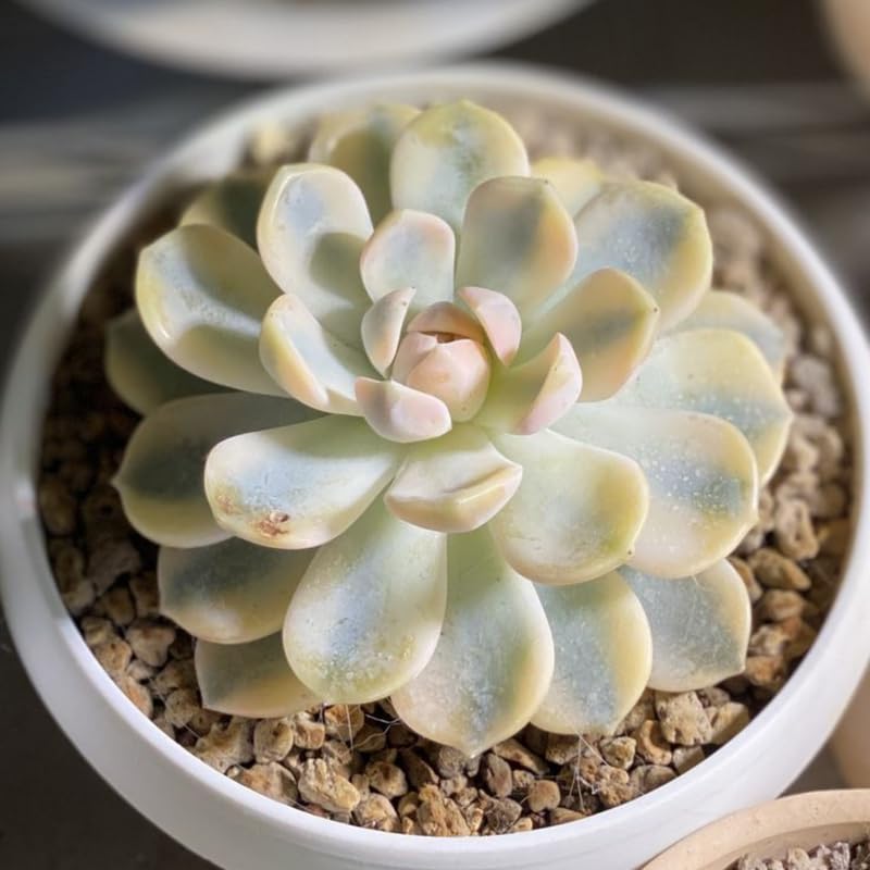 3 Echeveria Subsessilis Succulents Live Plants, Echeveria Variegated Succulent in 4 Inch Pot, Easy Care Succulent Collection for Beginners