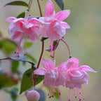 2 Fuchsia Plants Live, Dark Blue & Red Fuchsia, 6-12 Inch Tall, Blue Eye Variety, Trailing Flowering Plant, Ideal for Hanging Baskets