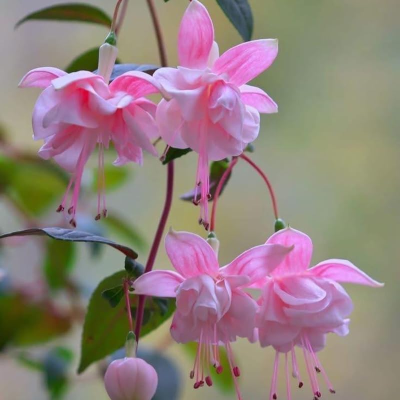 2 Fuchsia Plants Live, Gold and Red Foliage, 6-12 Inch Tall, Autumnale Variety, Trailing Flowering Plant, Ideal for Hanging Baskets
