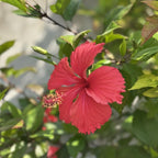 2 Red Rose of Sharon Live Plants | 12–18 Inch Tall | Red Blooming Hibiscus syriacus for Yards, Hedges, Borders & Landscape Design