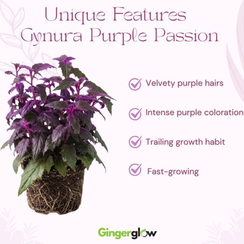Purple Passion Plant Live, 4-5 Inch Size, Easy to Grow, Low Maintenance Tropical Velvet Vine for Bright Indirect Light