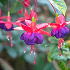 Fuchsia Plants Live, Gold and Red Foliage, 6-12 Inch Tall, Autumnale Variety, Fast Growing Deciduous Flowering Shrub, Well-Rooted Plant