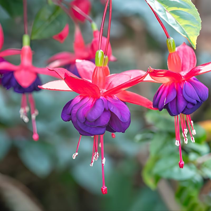 Fuchsia Plants Live, Gold and Red Foliage, 6-12 Inch Tall, Autumnale Variety, Fast Growing Deciduous Flowering Shrub, Well-Rooted Plant