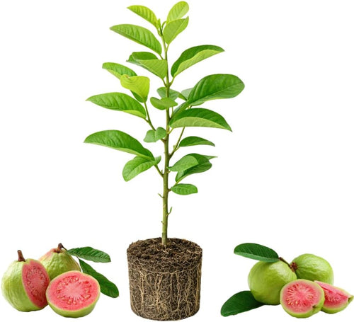 Pink Guava Tree Live Plant, 6-10 Inch Tall Guava Plant, Easy-to-Grow, Hardy, Sweet Tropical Fruit Tree for Garden & Outdoor Spaces, Ready to Grow