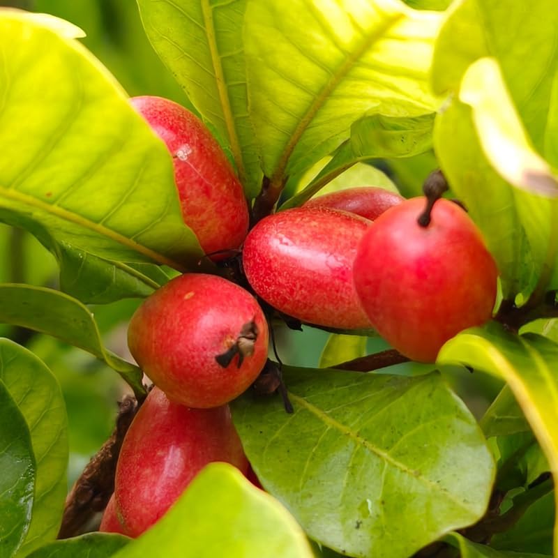 (No Ship to CA, HI, AK) Miracle Berry Fruit Plant Live, 12-14” Tall in 3 Gal Pot, Fast Growing Fruit Trees Live Plants Ready to Fruit, Cold Hardy Tropical Fruit Trees