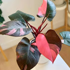 Pink Princess Philodendron Live Plant | Easy Plants Live Houseplants with Self-Watering 4 Inch Pot | Philodendron Pink Princess Plant for Indoor Home & Office