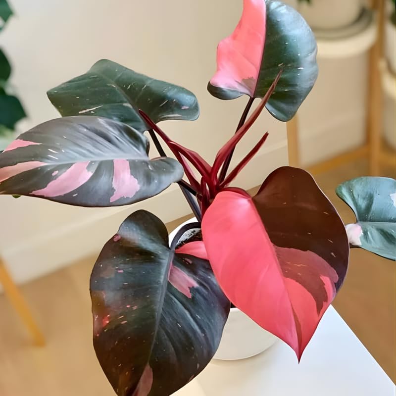 Pink Princess Philodendron Live Plant | Easy Plants Live Houseplants with Self-Watering 4 Inch Pot | Philodendron Pink Princess Plant for Indoor Home & Office