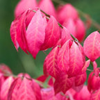 5 Burning Bush Shrub Live Plant for Planting Outdoor | 6 – 12 Inch Tall | Hardy Outdoor Landscape Plant