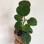 3 Peperomia Live Plant, Peperomia Incana 4 Inch Potted Plant, Indoor Houseplant for Tabletop Decor, Workspaces and Easy Care Display