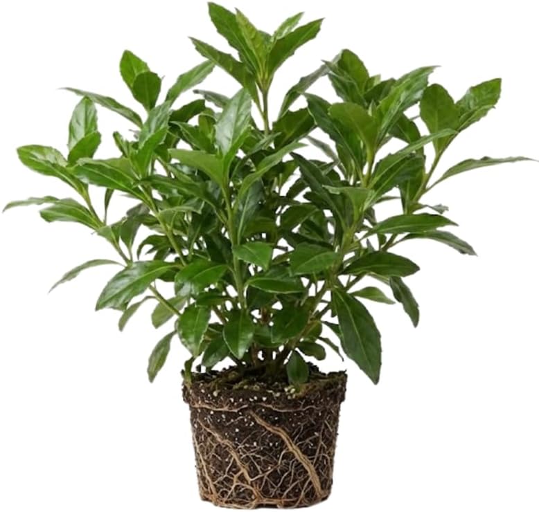 Longevity Spinach Live Plant, Gynura Procumbens 12–24 Inch Tall, Spinach Plants Live for Planting in Home Gardens and Outdoor Beds