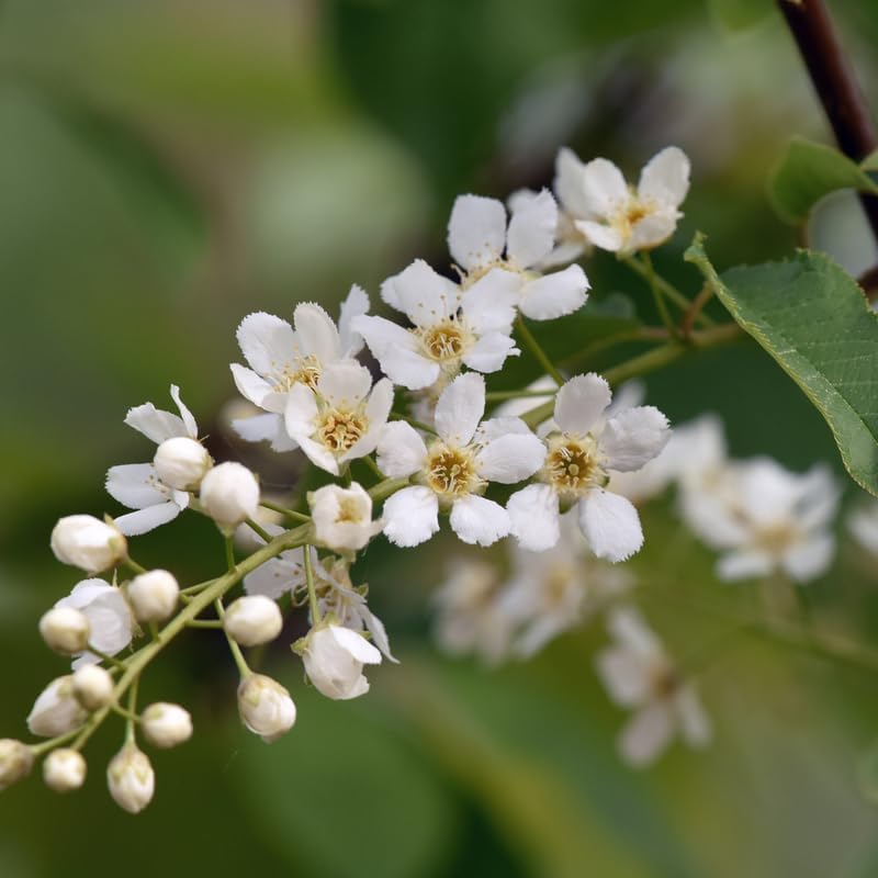 Chokeberry Plant Live, Well-Rooted 3-4" Potted Shrub, Cold-Hardy Aronia Berry Producer for Sunny Garden Rows