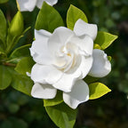 Frostproof Gardenia Jasmine Plant Indoor Live in 4 Inch Pot | Cold Hardy White-Blooming Jasmine | Easy to Grow Live Jasmine Plant for Indoor & Patio Décor