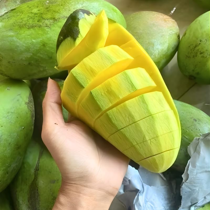 Mallika Mango Tree Live Plant | Fruit Tree 2–3 Ft Tall for Planting | Premium Tropical Mango Variety | Outdoor Fruit Tree for Yard, Patio & Garden Growing | No Ship CA, HI, AK