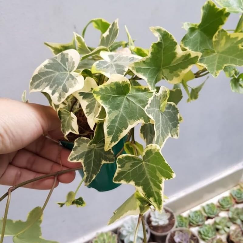 Gold Child English Ivy Live Plants in 4” Inch Pot | Hardy Gold Child English Ivy Indoor Plant for Fresh Home Greenery | Low-Maintenance English Ivy Houseplant Ideal for Home Décor