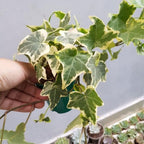 Glacier English Ivy Live Plants in 4” Inch Pot | Fast-Growing Variegated English Ivy Houseplant with Trailing Vines | Glacier English Ivy Indoor Plant for Hanging Planters & Indoor Landscaping