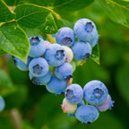 (No Ship to CA, HI, AK) Sweet Brightwell Blueberry Live Plant - 1 to 2 Feet Live Blueberry Plants in 1 Gallon Pot, Perfect for Yard Landscape and Containers