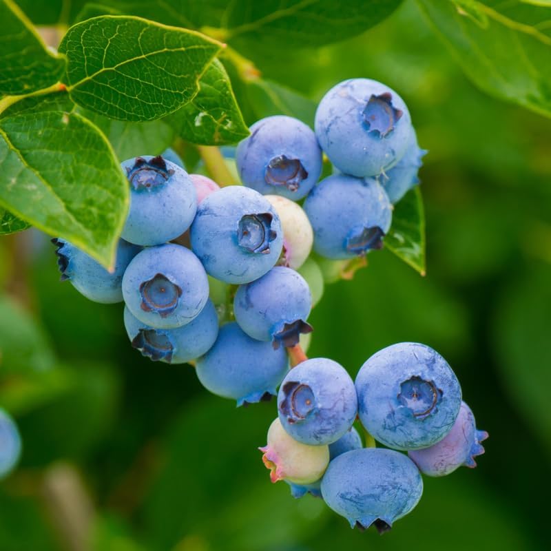 (No Ship to CA, HI, AK) Blueberries Tree Live Plants, 1-2 Feet Tall (2 Gal Pot) - Sweet Blue Berries Live Plants for Planting Outdoor