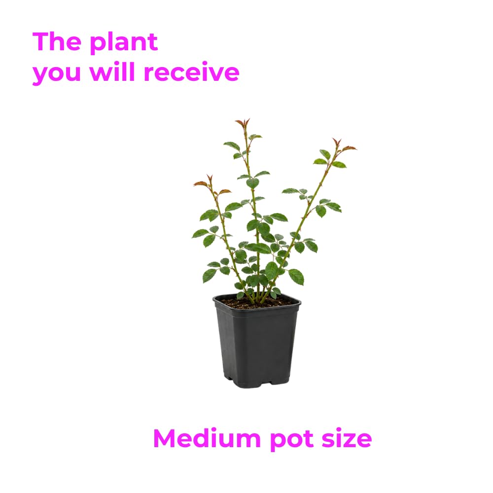 Pink Climbing Roses Live Plant 10-14" Tall in Large Pot, Heirloom Climbing Rose Bush, Fragrant High-Yielding Perennial Flowering Vine for Trellis & Fence