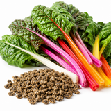 100 Pcs Rainbow Swiss Chard Seeds, Heirloom, Fast Growing, High-Yielding Vegetable Seeds for Backyard Garden & Containers