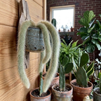 Rare Monkey Tail Cactus Live Plant – 7-9 Inch Succulent for Indoor & Outdoor, Unique Trailing Live Succulent, Ideal Gift for Plant Lovers