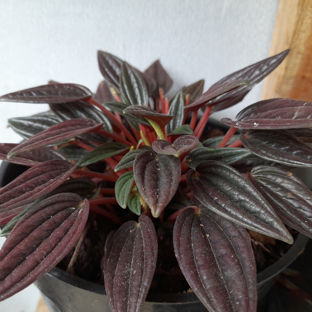 2 Peperomia Live Plant, Peperomia Napoli Nights 2 Inch Potted, Rare Indoor Houseplant for Home Office Decor and Plant Collections