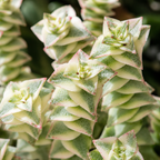 Variegated String of Buttons Plant Live | Crassula Perforata Succulent | Live Trailing Succulent in 4 Inch Pot | Rooted Indoor Houseplant for Home or Office Displays