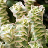Variegated String of Buttons Plant Live | Crassula Perforata Succulent | Live Trailing Succulent in 4 Inch Pot | Rooted Indoor Houseplant for Home or Office Displays