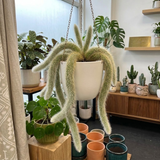 Rare Monkey Tail Cactus Live Plant – 7-9 Inch Succulent for Indoor & Outdoor, Unique Trailing Live Succulent, Ideal Gift for Plant Lovers