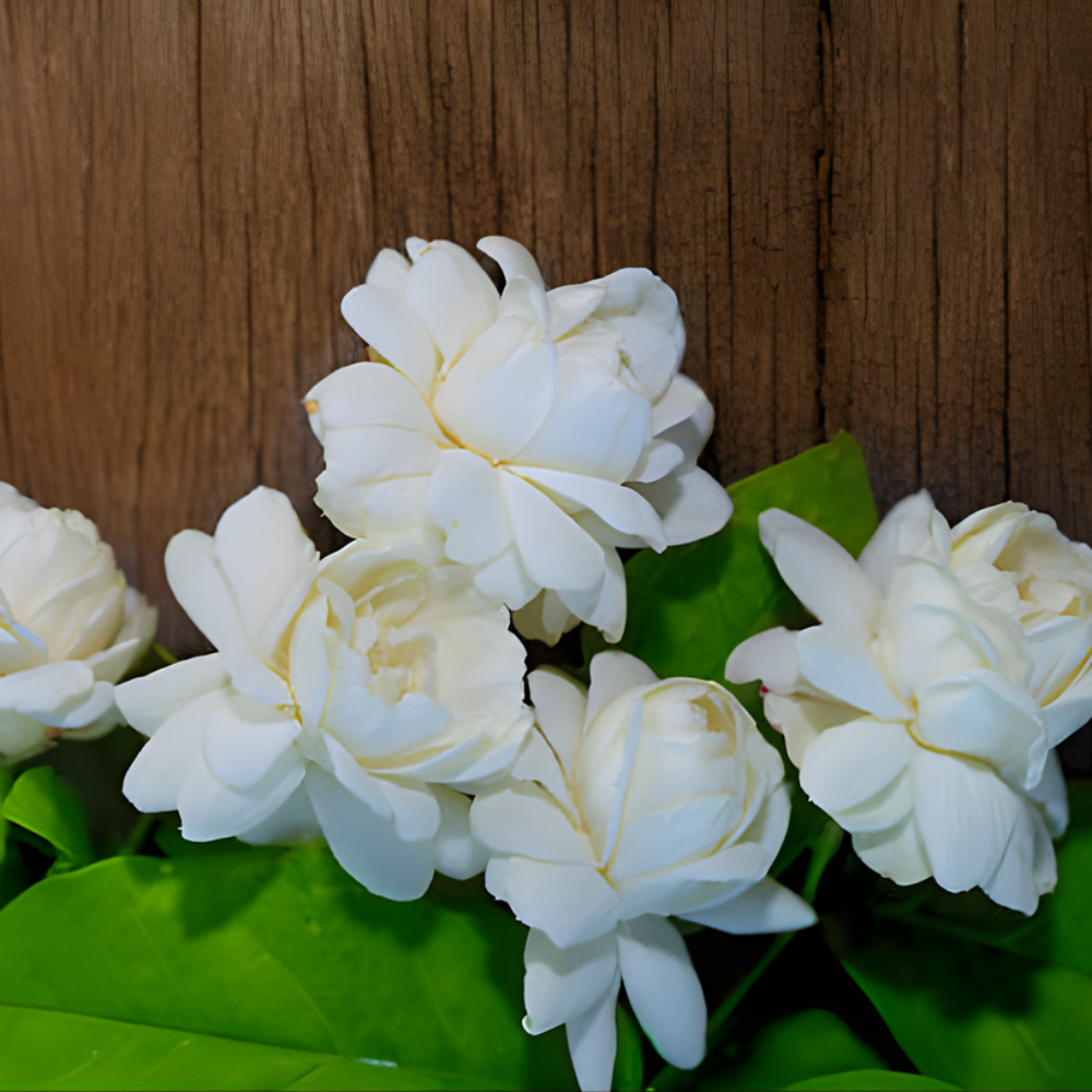 Grand Duke Jasmine Plant | Tuscany Jasmine Plant | Size 4 to 5 Inch Tall | Fragrant Flowering Jasmine | Year Round Blooming | Well Rooted