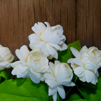 Grand Duke Jasmine Plant | Tuscany Jasmine Plant | Size 4 to 5 Inch Tall | Fragrant Flowering Jasmine | Year Round Blooming | Well Rooted