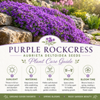 900 Purple Rockcress Seeds for Planting (Aubrieta deltoidea), Non GMO, Fast Growing, High-Yield Purple Cascading Blooms, Perennial Flower Seeds for Backyard Gardens & Landscaping